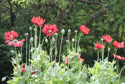Roter Fransenmohn.JPG