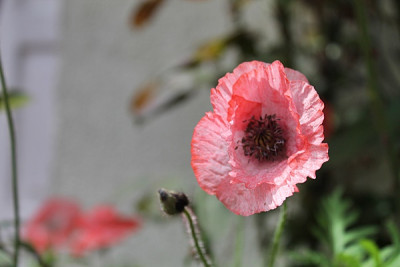 Mohn rosaweiß.JPG