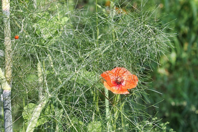 Mohn Marienkäfer.JPG
