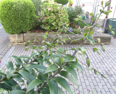 growth after the frost..jpg