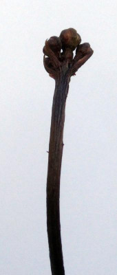 roter-von Nicky.jpg