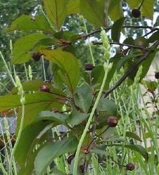 Liset_im_Lavendel_1_3_1.jpg