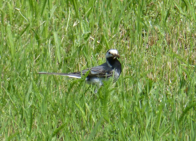 2016-06-16 Gartenvögel Bachstelze 2.jpg
