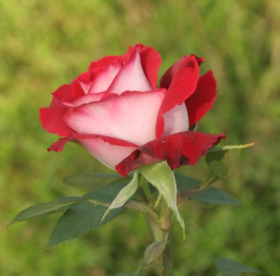 osiria_3730.jpg