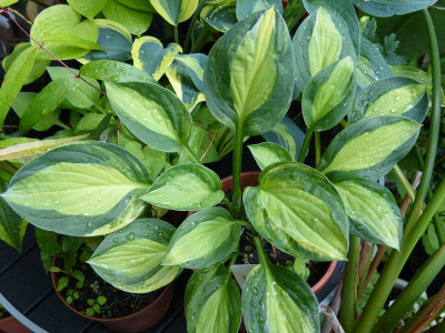 2016-06-18 Hosta 'Gipsy Rose' 1.jpg