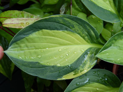 2016-06-18 Hosta 'Gipsy Rose' 2.jpg