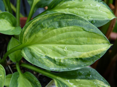2016-06-18 Hosta 'Gipsy Rose' 3.jpg