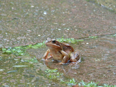 2016-06-18 Wetterfrosch.jpg