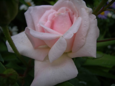 Mme.Edmond_R..JPG