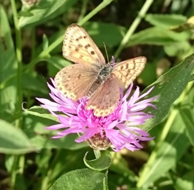 Brauner Feuerfalter Lycaena tityrus weibl 2 160618.jpg