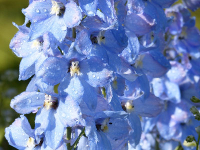 2016-06-18 Delphinium 'Augenweide' 1.jpg