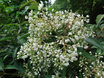 Viburnum hillieri Winton June 2016.JPG