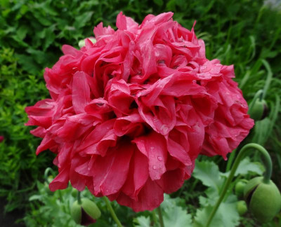 Papaver somniferum June 2016.jpg