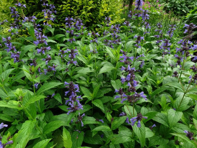 Nepeta kubanica June 2016.jpg
