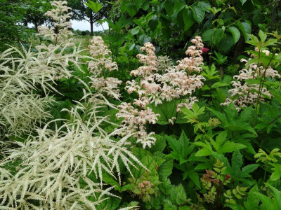 Rodgersia und Co June 2016.JPG