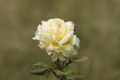 _MG_8122.JPG