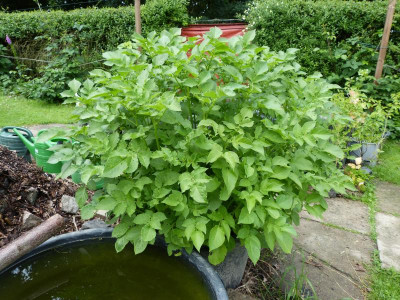 garten 106.JPG