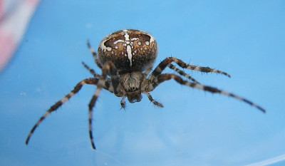 Kreuzspinne-30.09.06_020.jpg