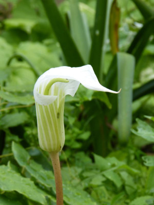 2016-06-19 Arisaema candidissimum 1.jpg