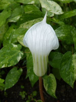 2016-06-19 Arisaema candidissimum 2.jpg