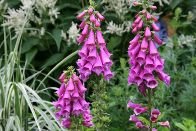Digitalis1016.JPG