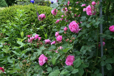 Rose Louise Odier0716.JPG