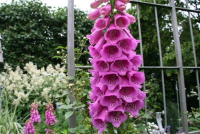 Digitalis0916.JPG