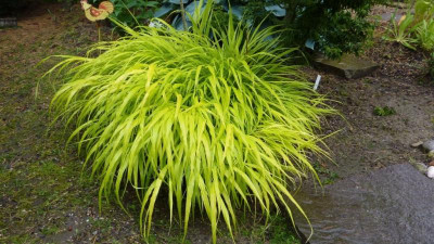 Hakonechloa macra 'All Gold' 19.06.2016. jpg.jpg