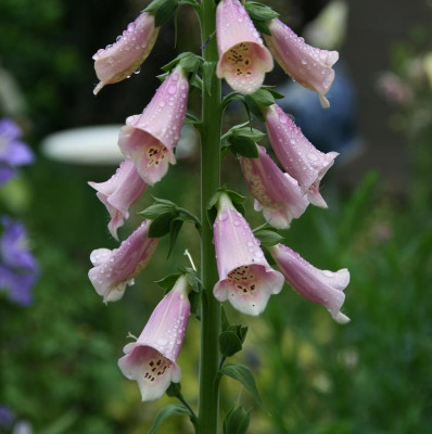 Digitalis0115.JPG