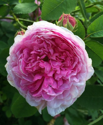 Assemblage de Beautes 06-2016.jpg