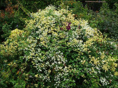 Clematis_uber_Pavi.jpg