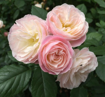 Bouquet Parfait 06-2016.jpg