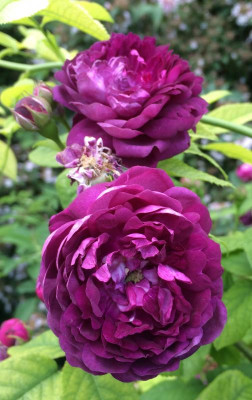 Cardinal de Richelieu 06-2016.jpg