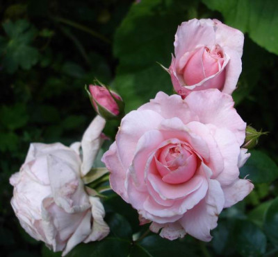 Octavia_Hill0706.jpg