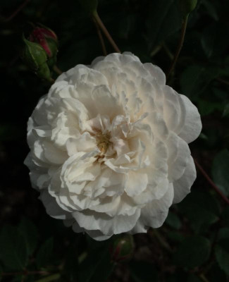 Little White Pet 06-2016.jpg