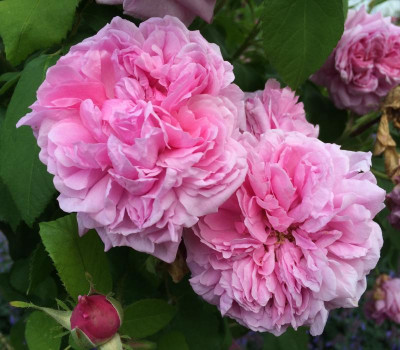 Madame Boll 06-2016.jpg