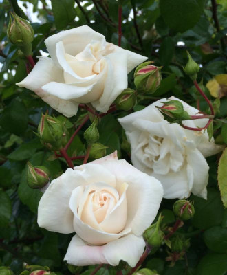 New Dawn White 06-2016.jpg