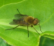 Fliege2_1_1_1.jpg