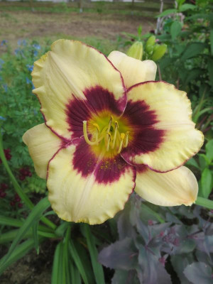 Berleyer Scheherazade_3674.jpg