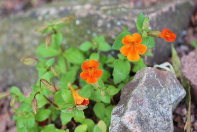 Mimulus cupreus.JPG