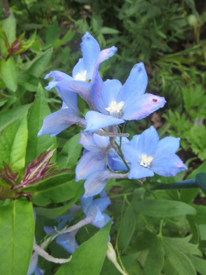 Delphinium elatum 'Rosenquarz'_3660.jpg
