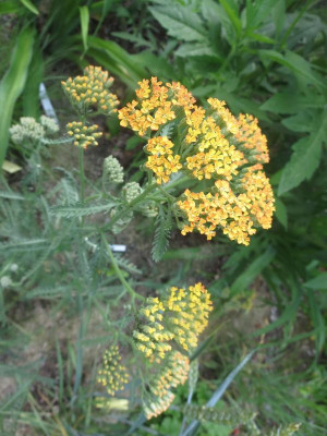 Achillea 'Terracotta'_3671.jpg
