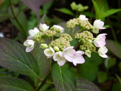 2016-06-19 Hydrangea serrata 'Tiara'.jpg
