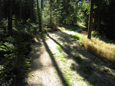 waldsept6.jpg