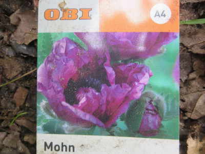 Patty's Plum Schild_3668.jpg