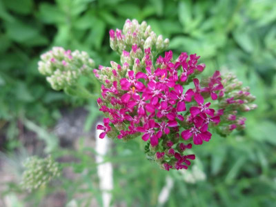 Achillea nicht Achillea filipendulina_3672.jpg