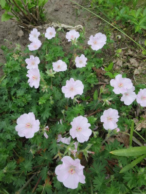Geranium sanguineum 'Apfelblüte'_3576.jpg