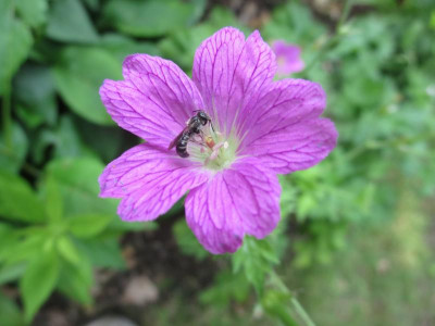 Geranium x oxonianum 'Königshof' _3669.jpg