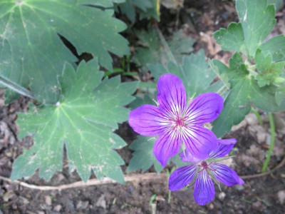 Geranium wlassowianum_3659.jpg