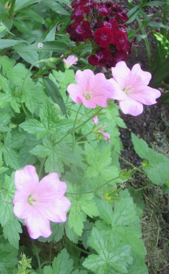 Geranium x oxonianum 'Wargrave Pink' Geranium × oxonianum 'Wargrave Pink' _3656 - Arbeitskopie 2.jpg